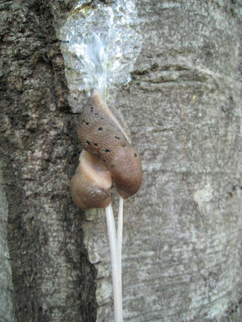 Limax punctulatus della Valsassina  (LC)